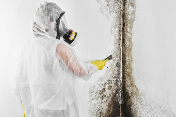 Professional Mold Remediation in Selah, WA