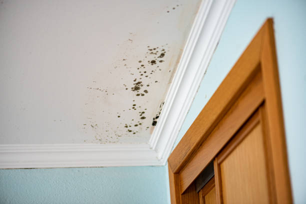 Best Bathroom Mold Remediation in Selah, WA
