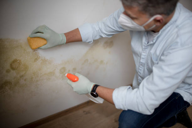 Best Residential Mold Remediation in Selah, WA