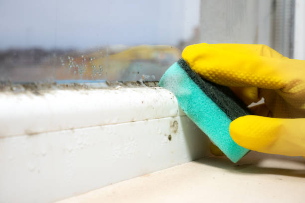 Best Insurance-Related Mold Remediation in Selah, WA