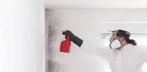 Best Commercial Mold Remediation in Selah, WA