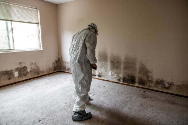 Best DIY Mold Remediation Support Services in Selah, WA
