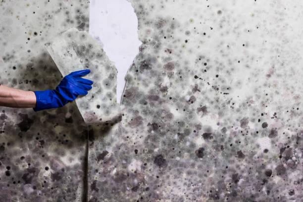 Best Kitchen Mold Remediation in Selah, WA
